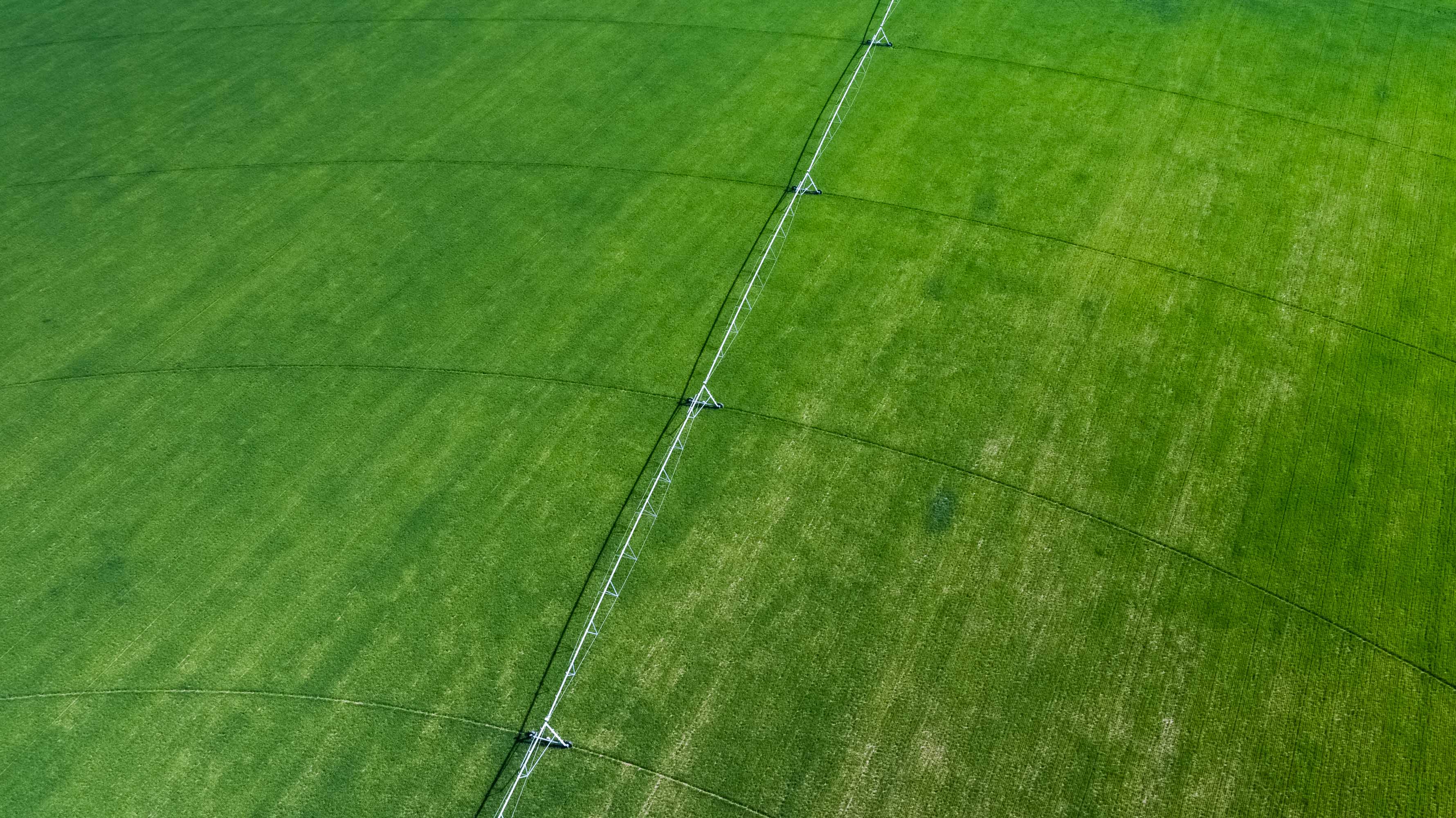 wheat field during spring time agricultural photographer creative olsen